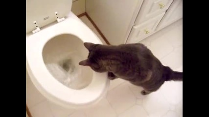 Котка, която гледа в тоалетната чиния [ С М Я Х ]