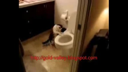 Stupid Cat