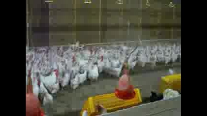 Български момчета гонят кокошки в англия : )))