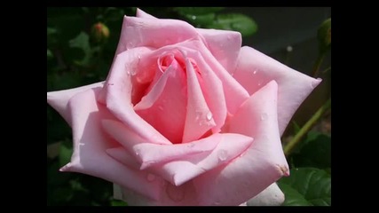 Розовият цвят - символика и значение