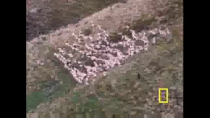 National Geographic - Работни Кучета