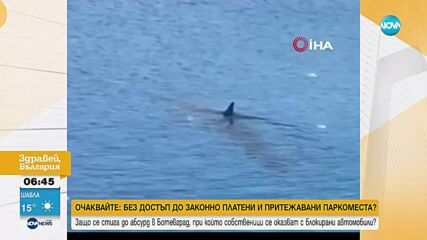Заснеха акули край бреговете на Мерсин, Анталия и Мармарис