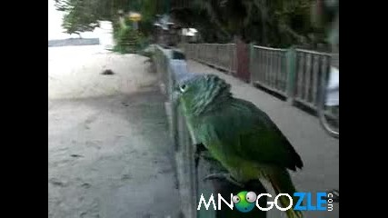 Супер луд папагал 