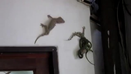 !!! Гущер гекон спасява приятеля си от змия !!!
