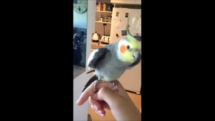 Папагал пее дъбстеп
