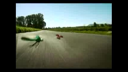 Insect Race