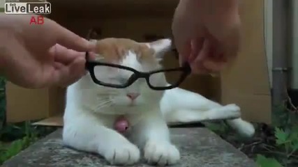 котка с очила