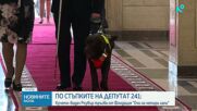 Очи на четири лапи: Колко важна е ролята на кучето водач