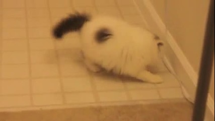 Сладко малко коте си играе 