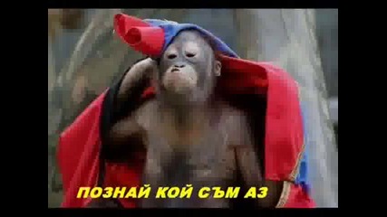 Смешни Животни. Funny Animals