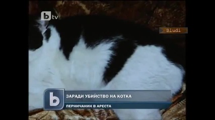 Арестуваха мъж, застрелял котарак в Перник