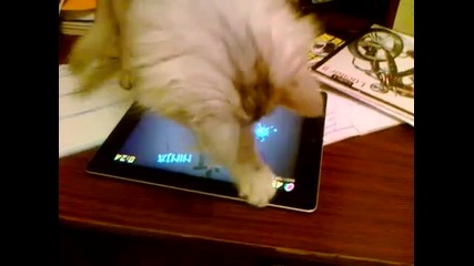 Котka играе на Ipad - Ninja Fruit