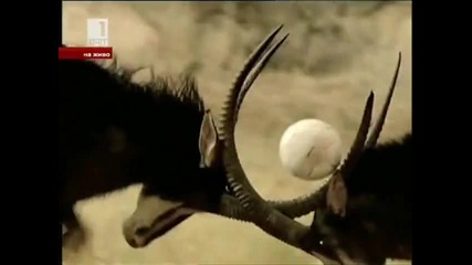 Яка реклама на Световното по футбол в Южна Африка през 2010 