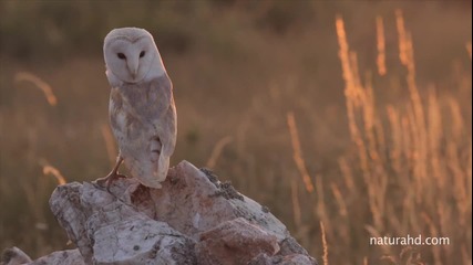 Wildlife - Дивата природа ..