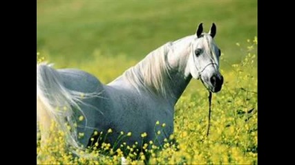 Horse - Fanmade My Favourite Animal
