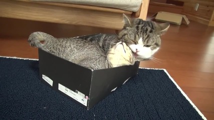 Котенцата Мару и Хана си играят - смях