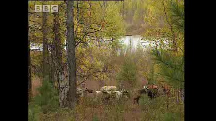 Оцеляване Сибирска Палатка