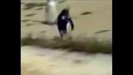 Пингвин танцува яко : D