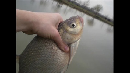 Carp feeder fishing !