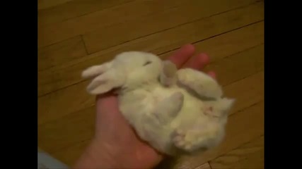 Малко сладко зайче...: - ) 