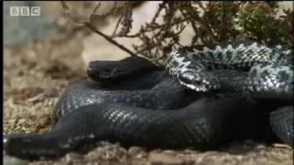 Amazing arctic snakes mating and fighting - Deadly Vipers - Bbc animals 
