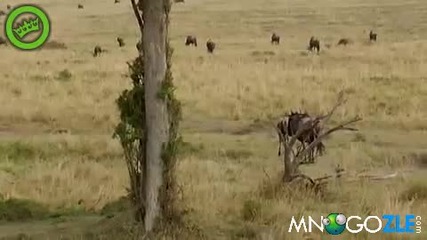 Майка спасява рожба от леопард