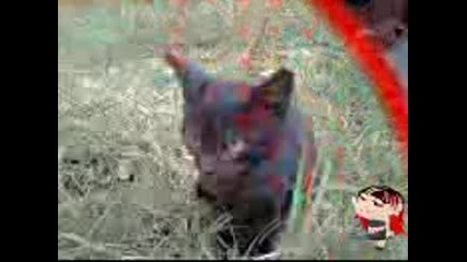 сладки котета
