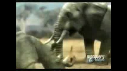 Animal Face - Off - Elephant Vs Rhinoceros