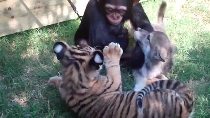 Бебета - Шимпанзе , Тигърчета и Вълче си играят