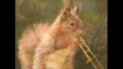 Animal Christmas Song