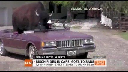 Бивол се вози в кола 