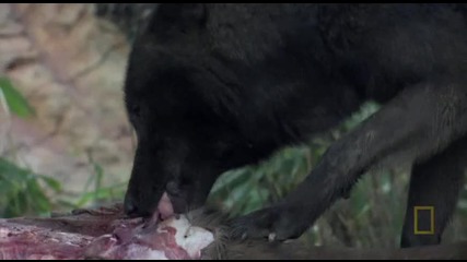 1/6 Човек сред Вълци - A Man among Wolves ( National Geographic )