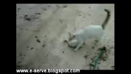Котка спасява коте от куче
