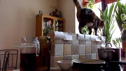 Коте краде от закуската на стопанинът си
