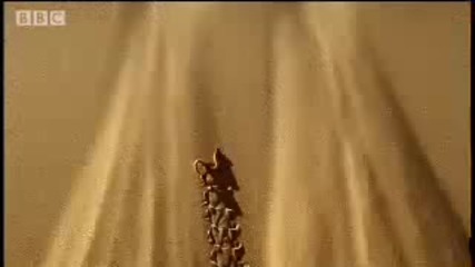 Как да си направим дюна пясък - Dune - Bbc Wildlife