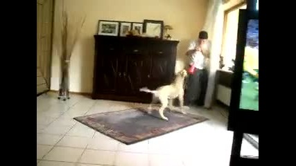 Куче vs Вувузела