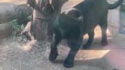 В жегите: Раздадоха ледени лакомства за животните в зоопарка в Рио (ВИДЕО)