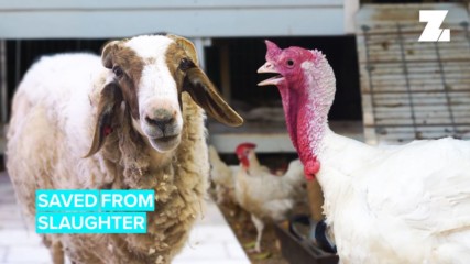Freedom Farm Sanctuary: Saving Animals From The Slaughterhouse