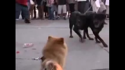 Dog Fighting at venice beach
