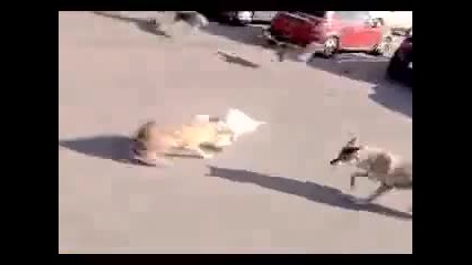 гладни вълци Атака