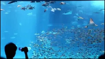 Аквариум В Япония