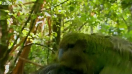 Папагал се чифтосва с фотограф 