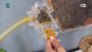 Всеки в Сърбия вече може да отглежда пчели - в жилището си