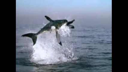 Атака На Акула На Забавен Кадър !!!