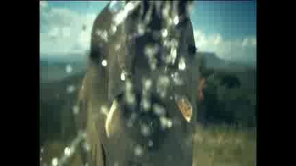 Animal Planet Ident Water Elephant