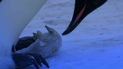 Видео - (2014-11-27 20:17:19)