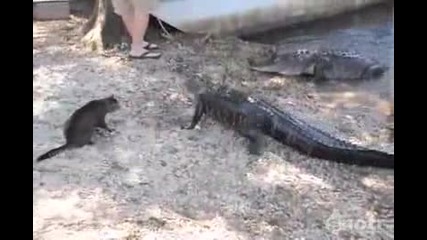 Котка срещу крокодил