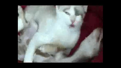 Kitten Loves Puppy .wmv