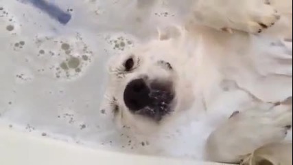 Куче обича да си взема вана
