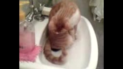 My Cat Loves Water Too.. Warning ; Long Video...flv